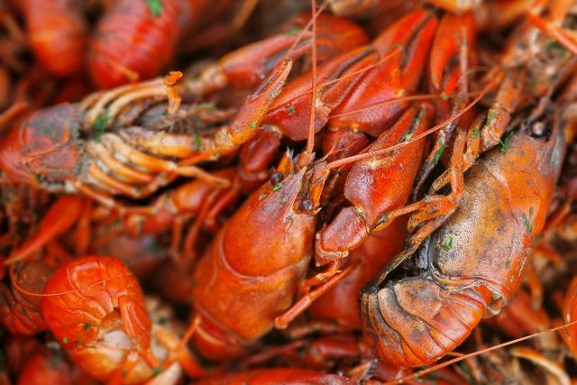 Crawfish Season Continues at Red Stick Social Crawfish Season Continues at Red Stick Social